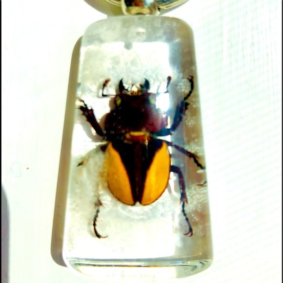 Natural beetle in acrylic resin keychain - Picture 1 of 8